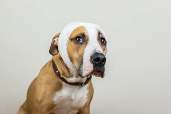 dog physical trauma