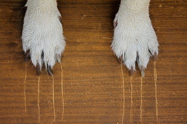 scratches on floor
