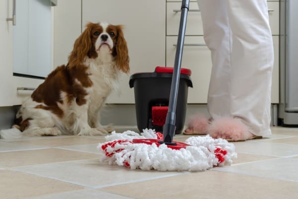 wipe it up the dog's urine