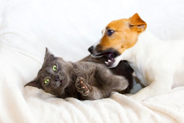 aggressive dog on the couch