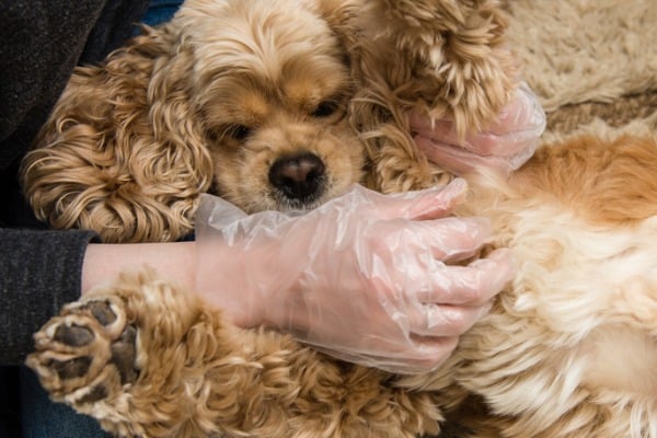 checking the dog skin