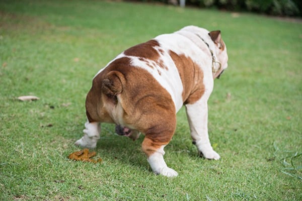 dog defecates on the grass