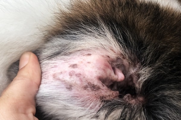 dirt on ear mites