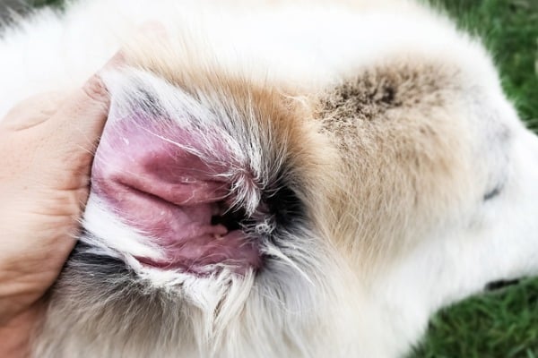 investigating ear mites vs yeast infection on a dog