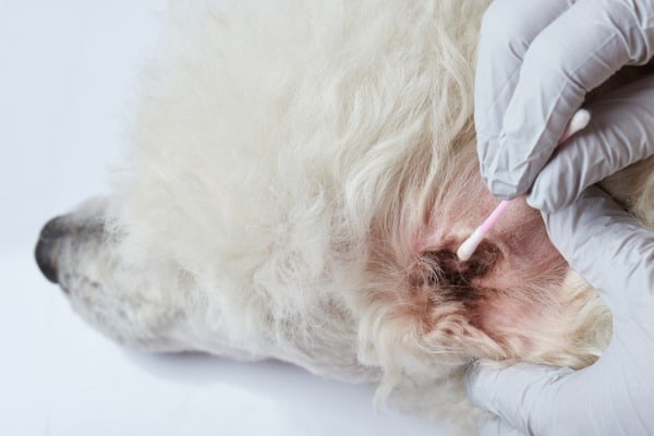dog earwax vs infection