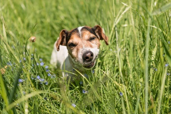 dog eating grass out of pure boredom