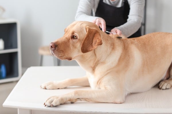 dog grooming
