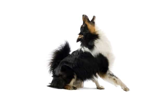 dog growl