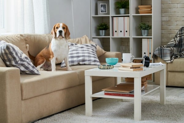 dog guarding things