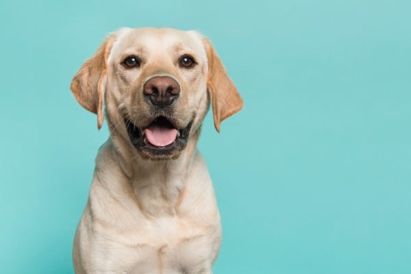 dog has diarrhea but is acting fine