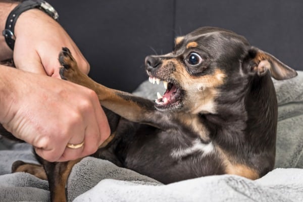 dog in pain
