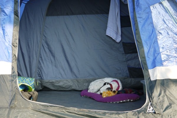 dog in the tent