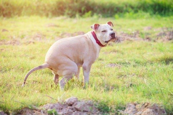 my dog is pooping a lot