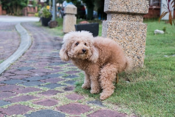 dog poop on the side walk