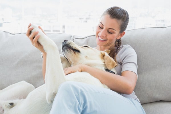 dog rolling and rubbing their head