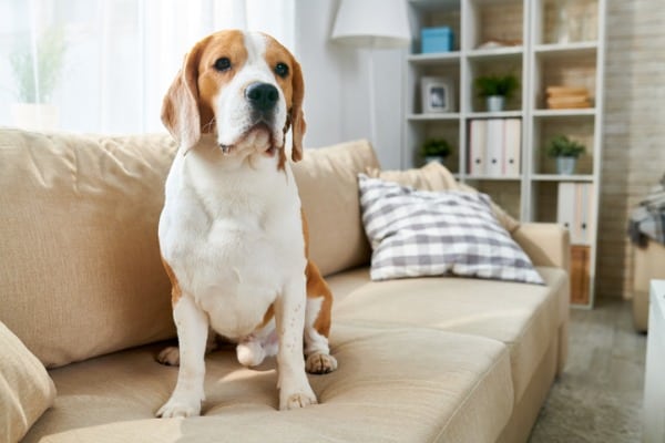 dog sitting back of the couch