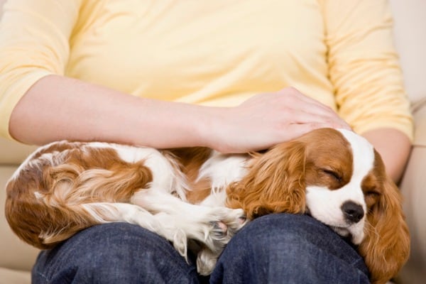 dog cuddling with me and not my husband