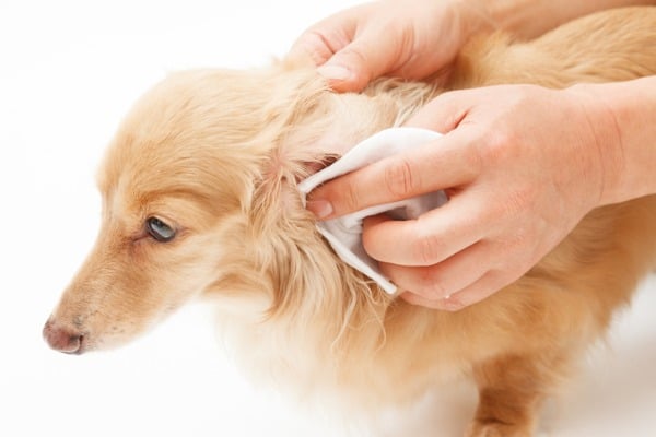 earwax removal