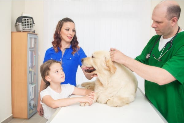 examining the skin of a dog