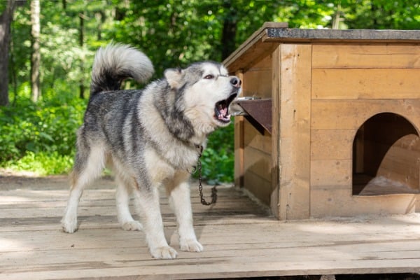 go away growl