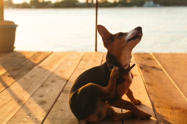 itchy dog