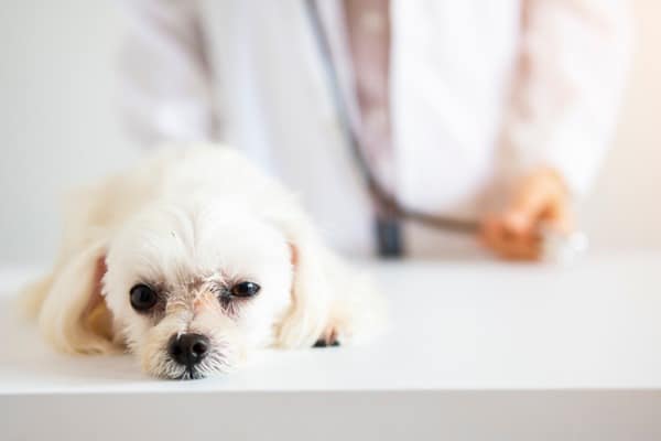 parvo in dogs