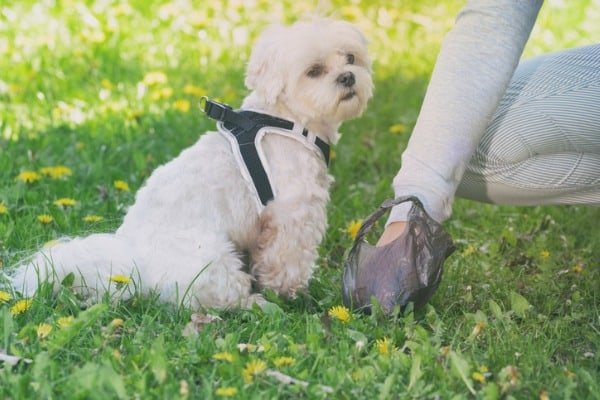 picking up dog poop