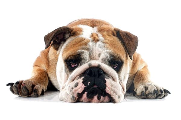 stressed dog
