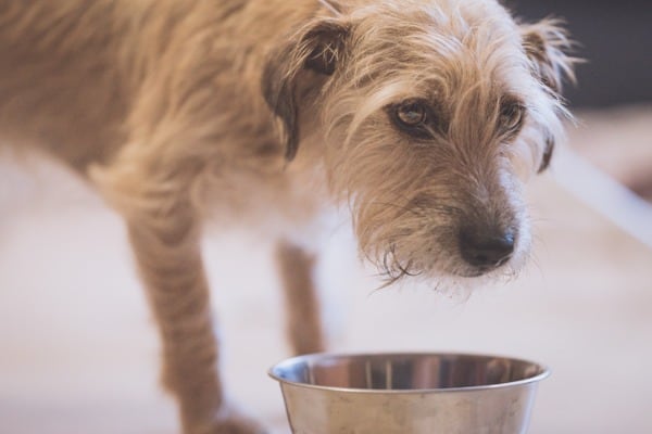 sudden diet change the reason why my dog poops so much
