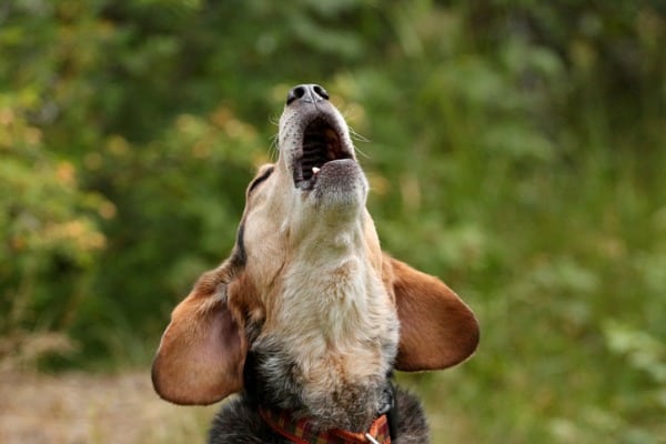 translating the growl