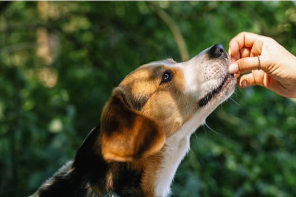 treat your dog