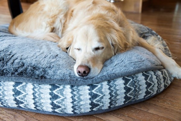 dog using bed instead of clothes