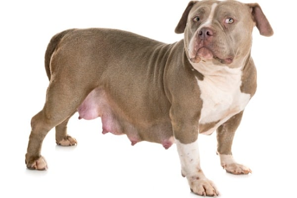 pregnant american bully