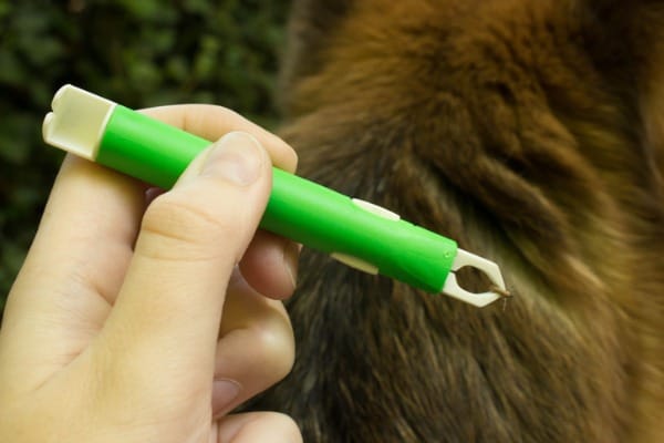 removing tick