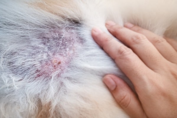 examining black skin tag on a dog