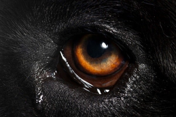 help dog eye boogers