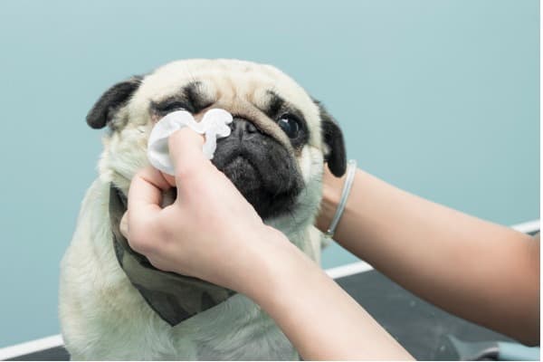 cleaning dog eye
