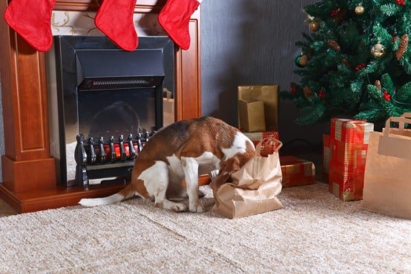 dog checks inside of bag