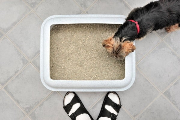 dog sniffs cat litter