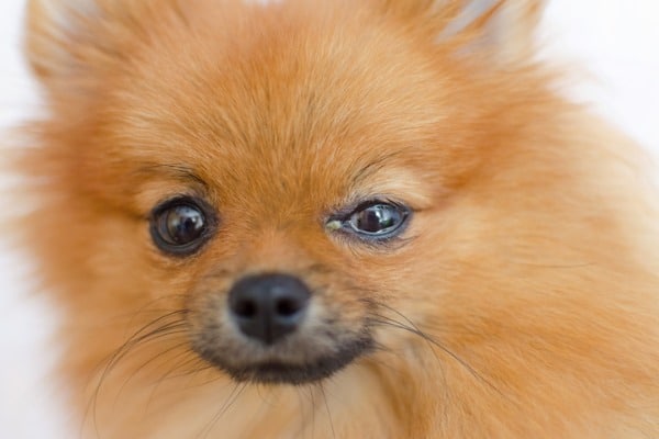 dog teary eye conjunctivitis