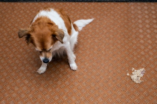 dog vomit in living room