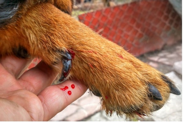 dog bleeding between toes