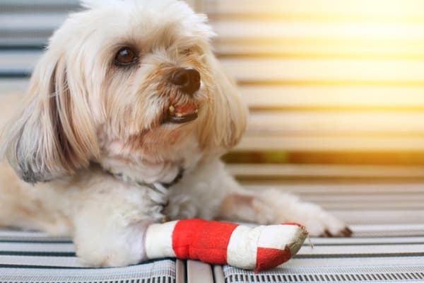dog has cut between its toes