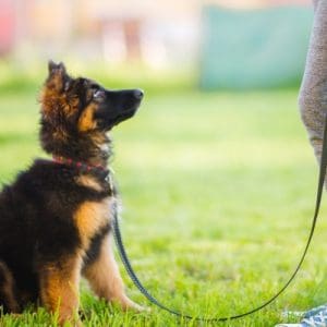 puppy looks up waiting at owner