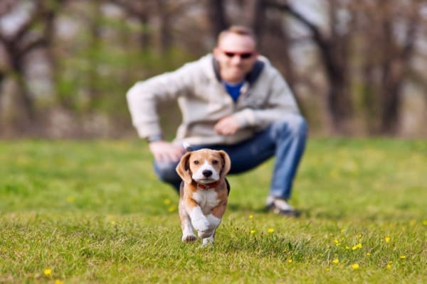 puppy runs with owner at the back