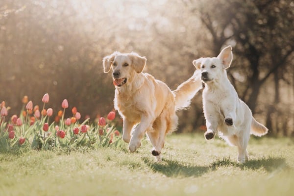 two dogs run