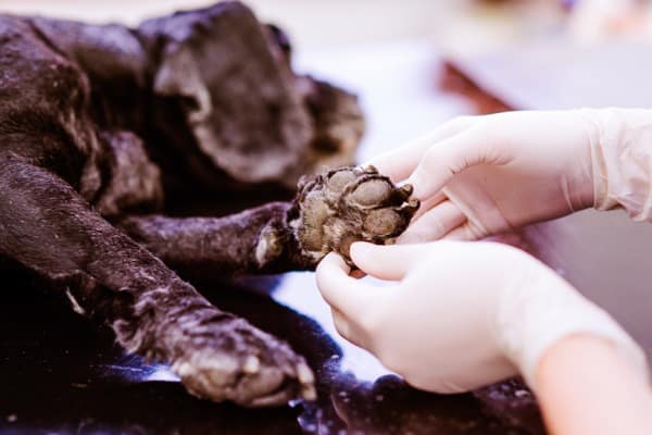 checking wound on dog's paw and toes