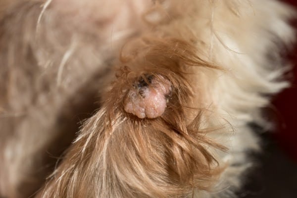 wart on dog paw