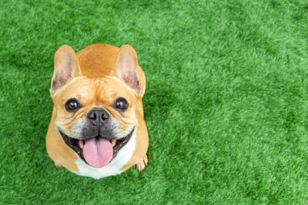 active-french-bulldog-puppy