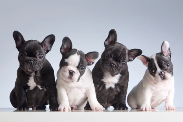 french-bulldog-puppy-colors